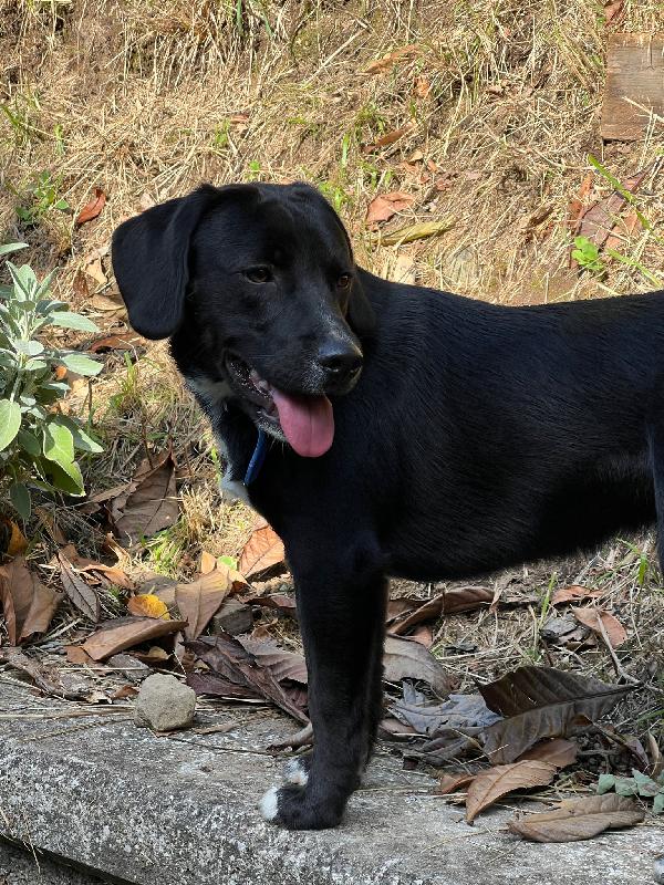 🐾 BRUNO – UN CUCCIOLO CHE MERITA UNA SECONDA OCCASIONE 🐾 Foto 8